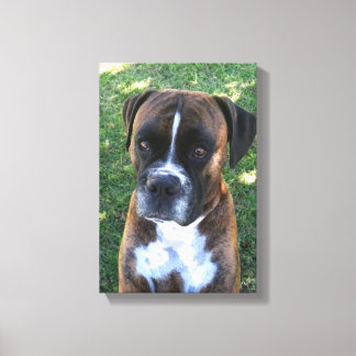 Brindle Boxer Dog Foto Wall Leinwand