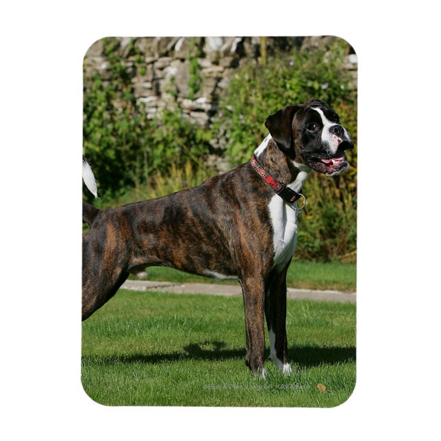 Brindle Boxer Dog Show Stance Magnet (Vertikal)