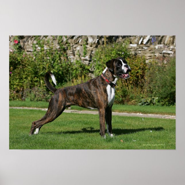 Brindle Boxer Dog Show Stance Poster (Vorne)