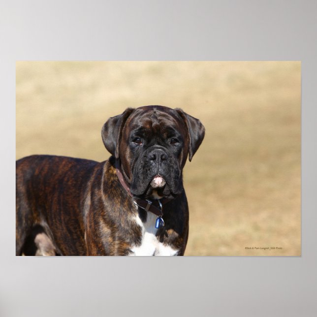 Brindle Boxer Dog Stehend Poster (Vorne)