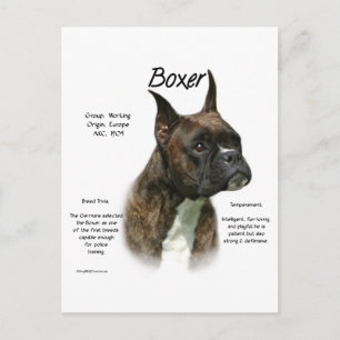 Brindle Boxer History Postkarte
