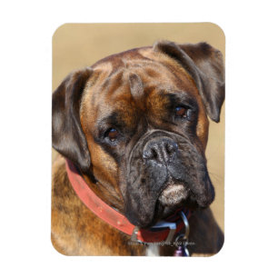 Brindle Boxer-Hund Magnet
