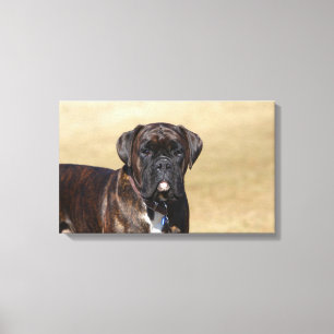 Brindle Boxer-Hund stehend Leinwanddruck