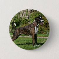 Brindle Boxer-Hundeshow-Position