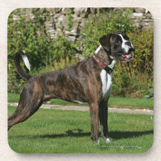 Brindle Boxer-Hundeshow-Position Getränkeuntersetzer