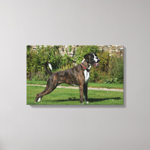 Brindle Boxer-Hundeshow-Position Leinwanddruck