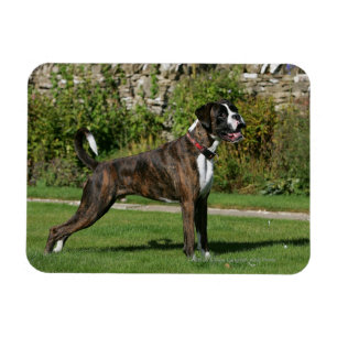 Brindle Boxer-Hundeshow-Position Magnet