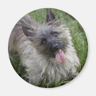 Brindle Cairn Terrier Magnet