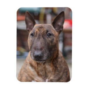 Brindle English Bull Terrier Magnet