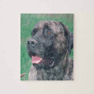 Brindle Masstiff Hundepuzzlespiel