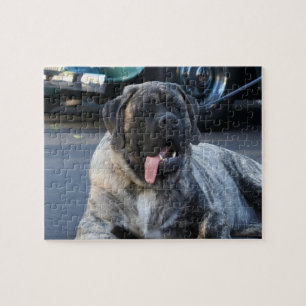 Brindle Mastiff Dog