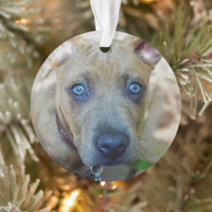 Brindle Pit Bull Puppy par Shirley Taylor