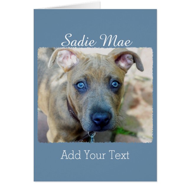 Brindle Pit Bull Puppy par Shirley Taylor (Devant)