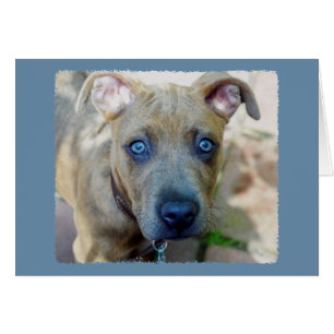 Brindle Pit Bull Puppy von Shirley Taylor