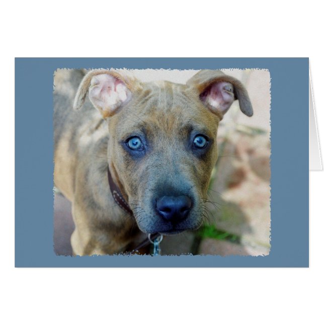 Brindle Pit Bull Puppy von Shirley Taylor (Vorderseite (Horizontal))