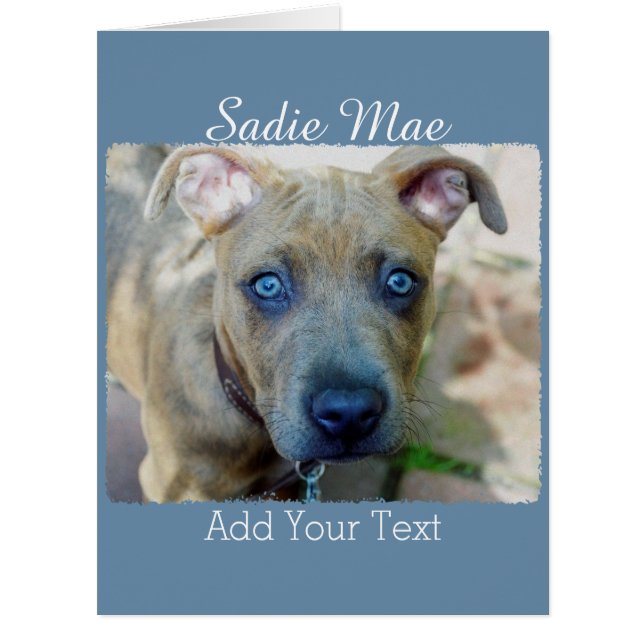 Brindle Pit Bull Puppy von Shirley Taylor (Vorderseite)