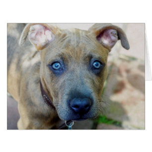 Brindle Pit Bull Puppy von Shirley Taylor