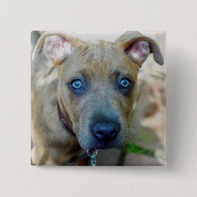 Brindle Pit Bull Puppy von Shirley Taylor Button (Vorderseite)