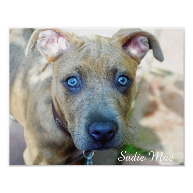 Brindle Pit Bull Puppy von Shirley Taylor Fotodruck (Vorne)