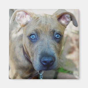 Brindle Pit Bull Puppy von Shirley Taylor Magnet