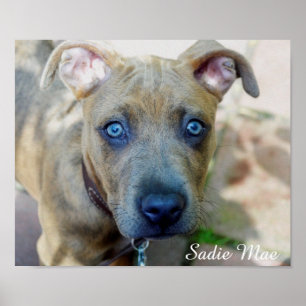Brindle Pit Bull Puppy von Shirley Taylor Poster