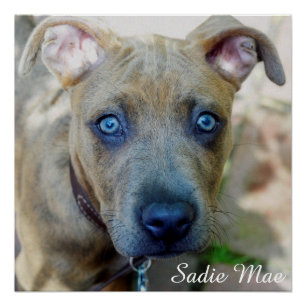 Brindle Pit Bull Puppy von Shirley Taylor Poster