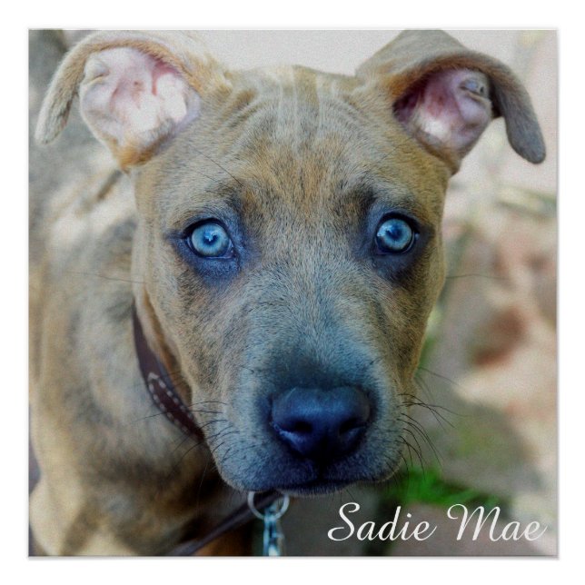 Brindle Pit Bull Puppy von Shirley Taylor Poster (Vorderseite)