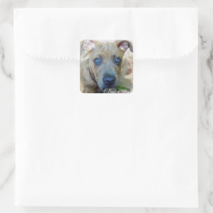 Brindle Pit Bull Puppy von Shirley Taylor Quadratischer Aufkleber