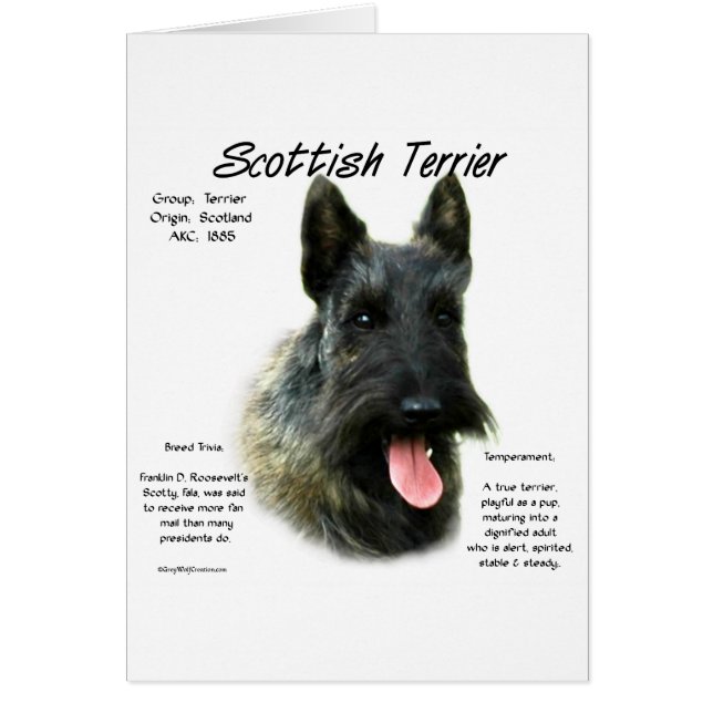 Brindle Scottish Terrier History (Vorne)