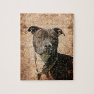 Brindle und weißer Pitbull