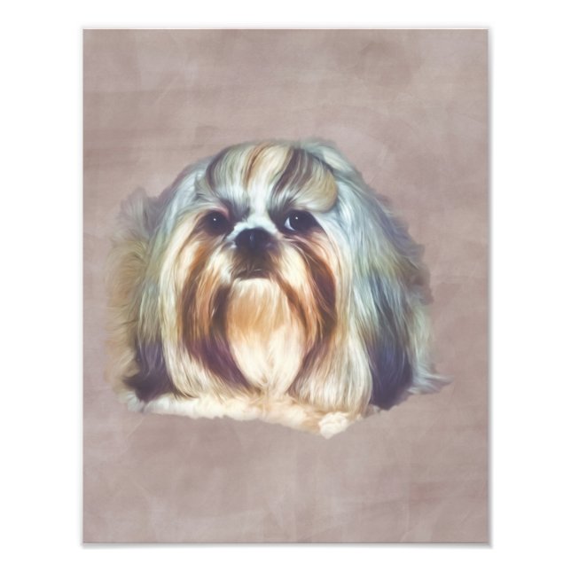 Brindle und White Shih Tzu Dog Fotodruck (Vorne)