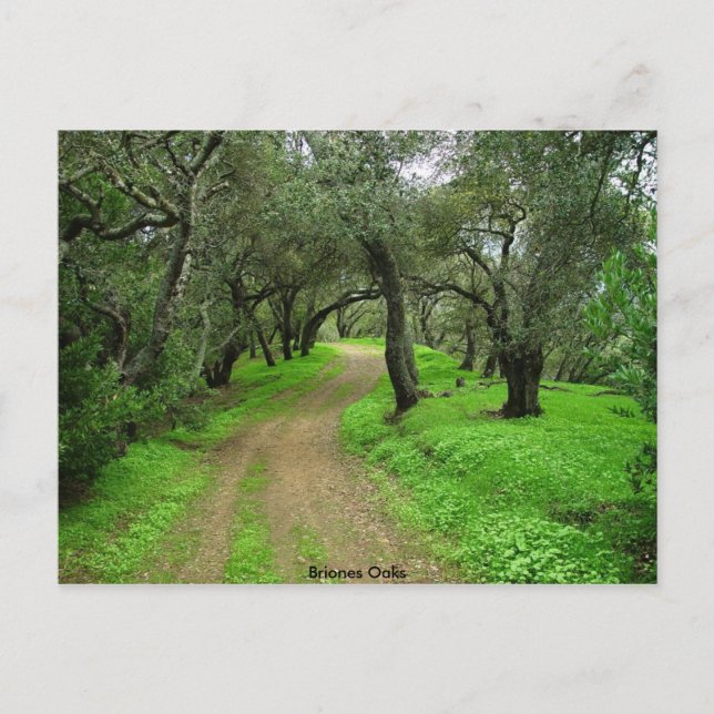 Briones Oaks Postkarte (Vorderseite)