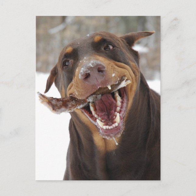 Brisbeestick Postkarte (Vorderseite)