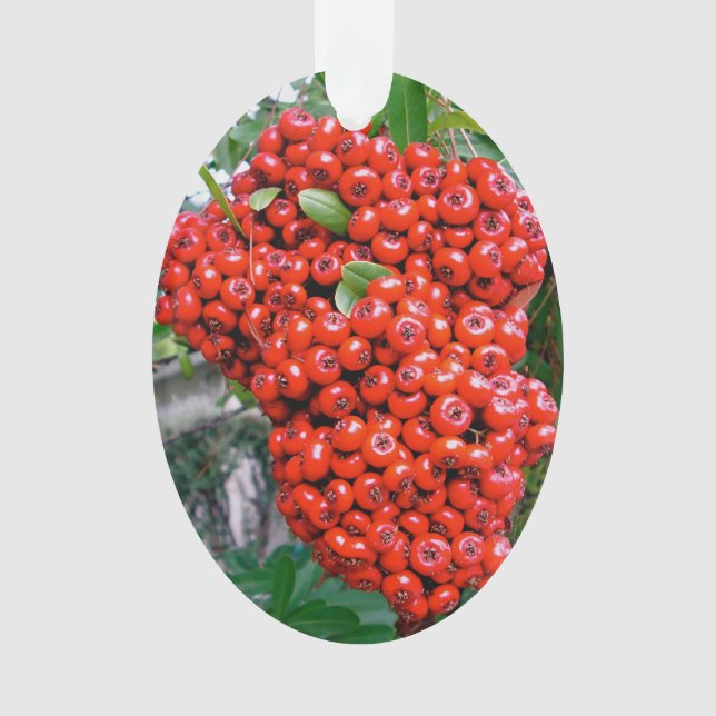 Brise rouge de Pyracantha (devant)