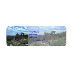 Bristlecone Kiefer