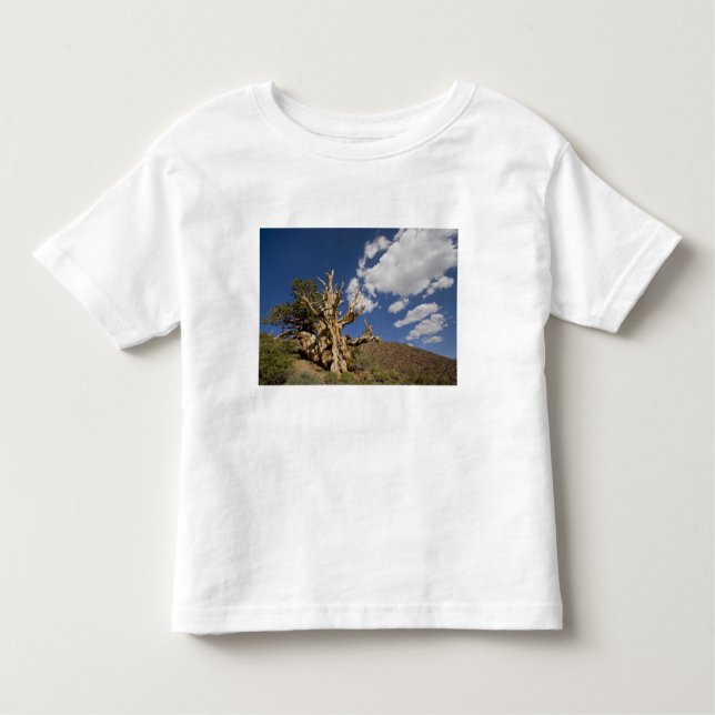 Bristlecone-Kiefer im alten Bristlecone-Wald, Kleinkind T-shirt (Vorderseite)