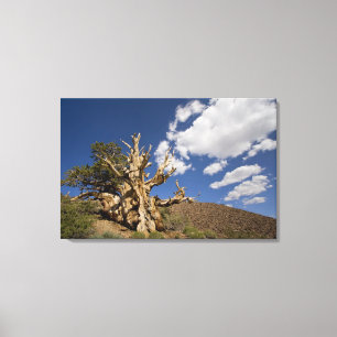 Bristlecone-Kiefer im alten Bristlecone-Wald, Leinwanddruck