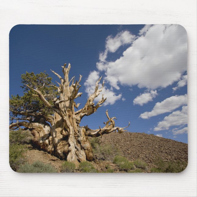 Bristlecone-Kiefer im alten Bristlecone-Wald, Mousepad (Vorne)