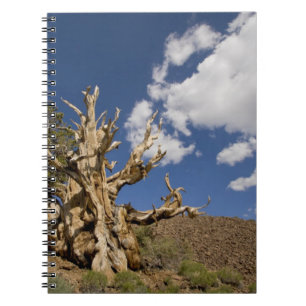 Bristlecone-Kiefer im alten Bristlecone-Wald, Notizblock