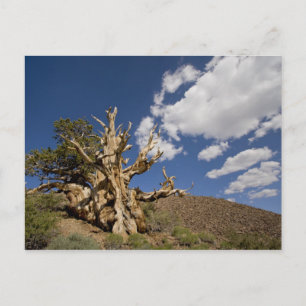 Bristlecone-Kiefer im antiken Bristlecone-Wald, Postkarte