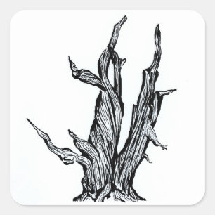 Bristlecone Kiefer Quadratischer Aufkleber