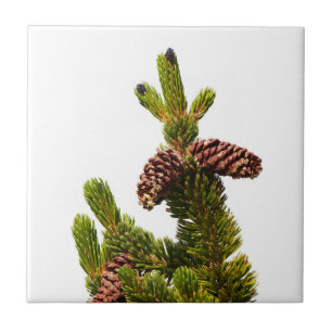 Bristlecone Pine Fliese