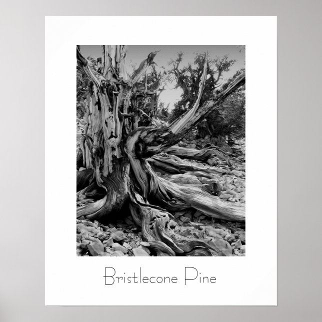 Bristlecone Pine Poster (Vorne)