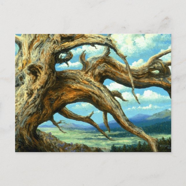 Bristlecone Pine Postkarte (Vorderseite)