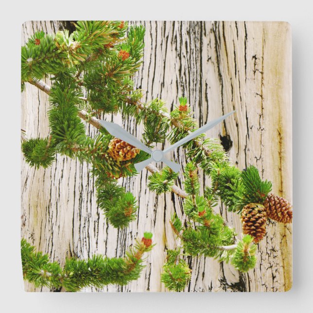 Bristlecone Pine Quadratische Wanduhr (Vorderseite)