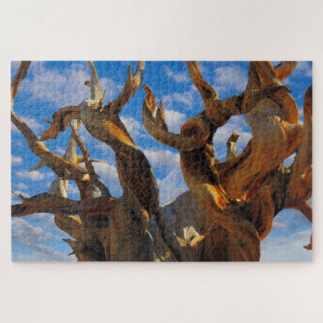 Bristlecone Pine Tree (Horizontal)