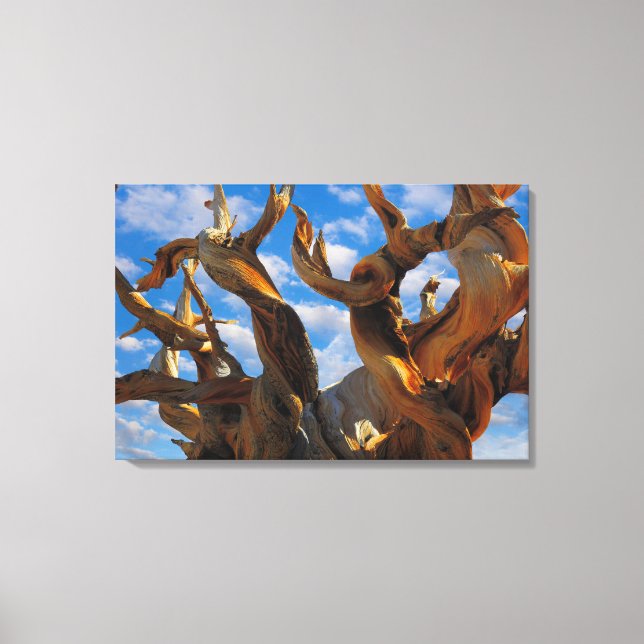 Bristlecone Pine Tree Leinwanddruck (Vorderseite)