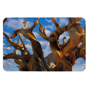 Bristlecone Pine Tree Magnet
