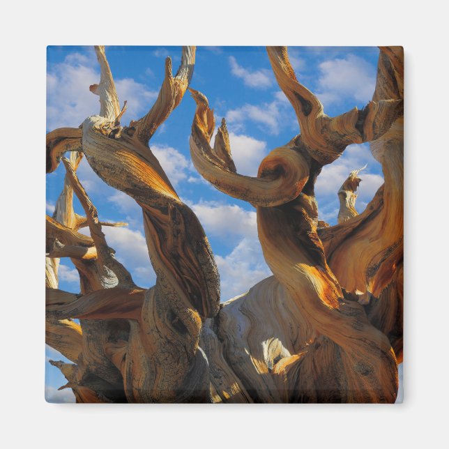 Bristlecone Pine Tree Magnet (Vorne)