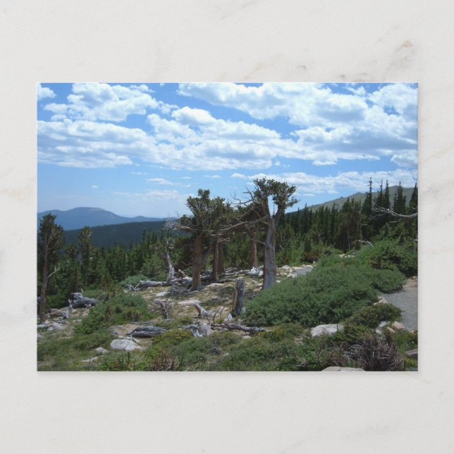 Bristlecone Pine Tree Postkarte (Vorderseite)